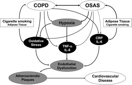 Chronic Obstructive Pulmonary Disease and Obstructive Sleep Apnea Overlaps in Pathophysiology, Systemic