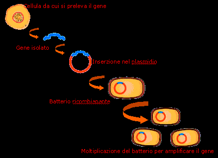 OGM Cos è un OGM : E un organismo modificato per rispondere a determinate esigenze. Per prima cosa bisogna chiedersi che cosa si vuole ottenere.