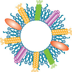 Il vaccino multicomponente 4CMenB: Composizione finale 3 antigeni proteici Outer Membrane Vesicle (ceppo NZ, PorA