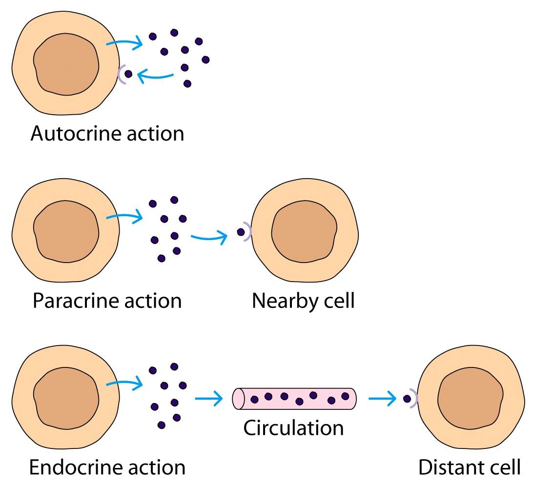 Effetti delle citochine Autocrino effetti su stessa cellula che produce la citochina es.