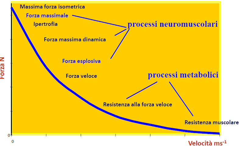 25 CURVA F/V