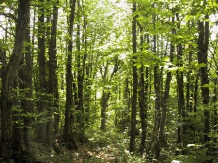 18 Vaccareccia Nei pressi della Chiesa si lascia l asfalto per imboccare una pista forestale che si inoltra in un bosco di annosi castagni.