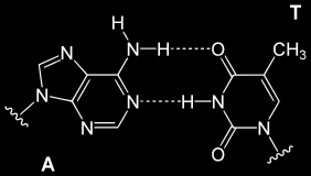 DNA base pairing Guanine - Citosine Adenine - Timine The monomeric units of nucleic acids are