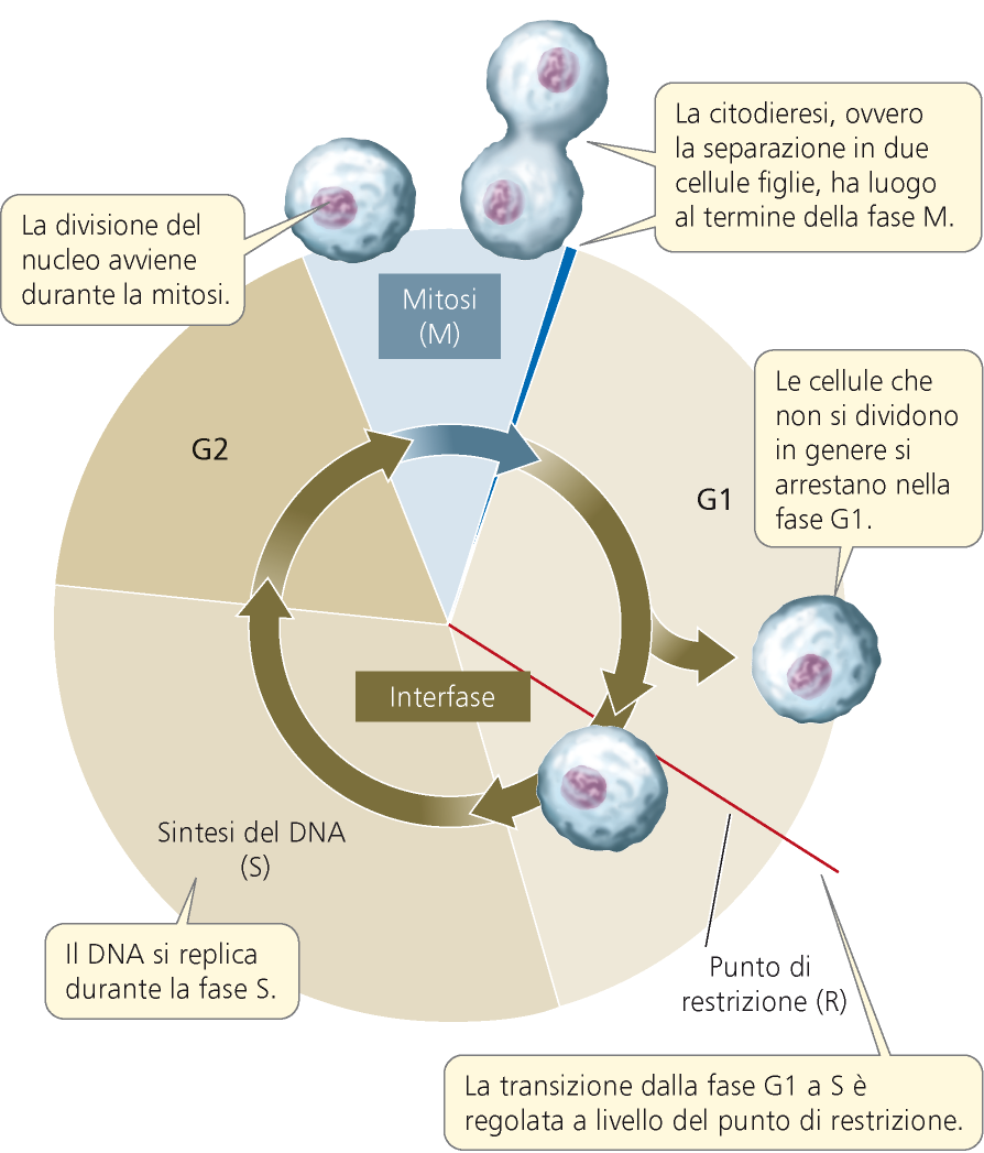 Il ciclo cellulare Periodo compreso tra una divisione cellulare la successiva Suddiviso in mitosi/citodieresi e interfase L interfase ha 3 sottofasi G1 ogni cromosoma è una singola molecola di DNA