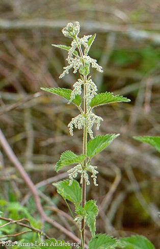 Urtica dioica