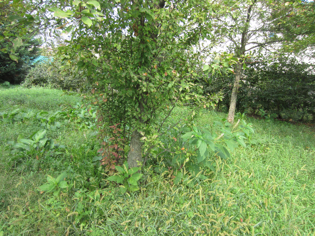 Interventi di potatura necessari: eliminazione dei polloni alla base degli alberi e taglio dei rami di crescita sotto al punto d innesto.