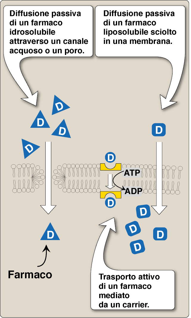 I diversi meccanismi dell assorbimento dei farmaci R. D.