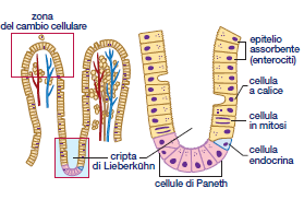 ATTIVITA SECRETORIA Acqua Elettroliti (Cl - Na + HCO 3- ) Enzimi intracellulari Secrezione di muco dalle ghiandole del Brunner situate nei primi cm del duodeno.