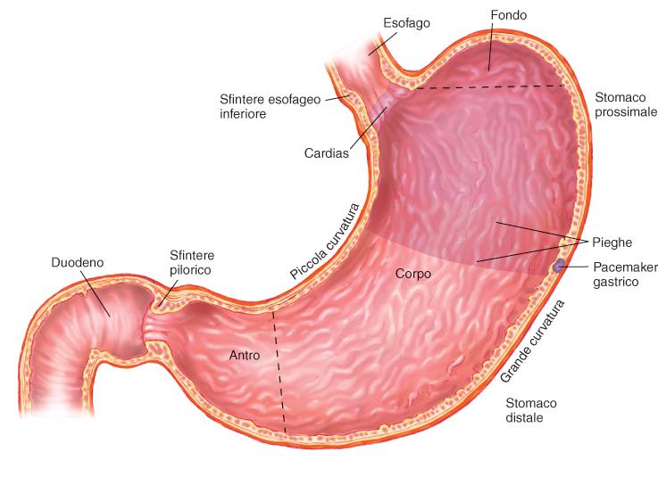 Regioni dello stomaco V 50ml a digiuno 1500 ml dopo