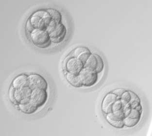 Qualità nel Laboratorio di PMA Migliorare la coltura embrionale Gocce da 10-80µl QUESTIONS TO ANSWER Umidità all interno dell incubatore Coltura sotto olio Mantiene separate le gocce le une dalle