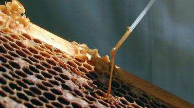 Achromobacter eurydice, il Paenibacillus alvei e il Bacillus laterosporus. Il batterio si riproduce nell intestino delle larve delle api, che ingeriscono cibo infetto.