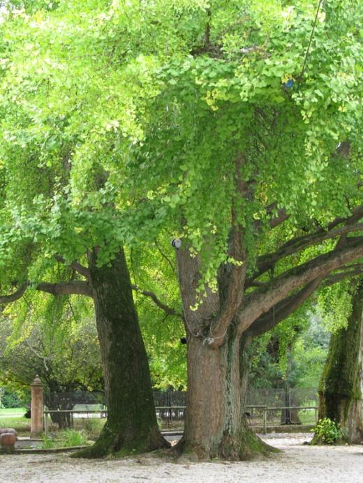 Percorso degli Alberi Percorso tematico che si snoda all interno dell Orto e fanno da tappa 10