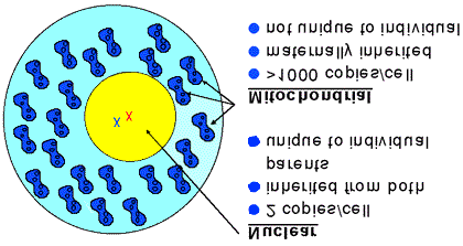 Capitolo 1 1.1 Il DNA nucleare e il DNA mitocondriale.