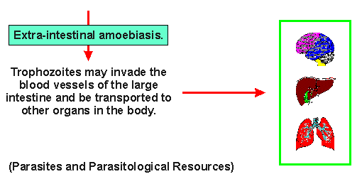 entamoeba