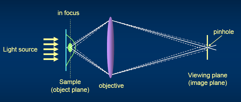 MICROSCOPIA CONFOCALE LA MICROSCOPIA CONFOCALE È UNA TECNICA OTTICA PRINCIPALMENTE UTILIZZATA PER LO STUDIO TRIDIMENSIONALE DI STRUTTURE BIOLOGICHE (SEZIONAMENTO OTTICO).