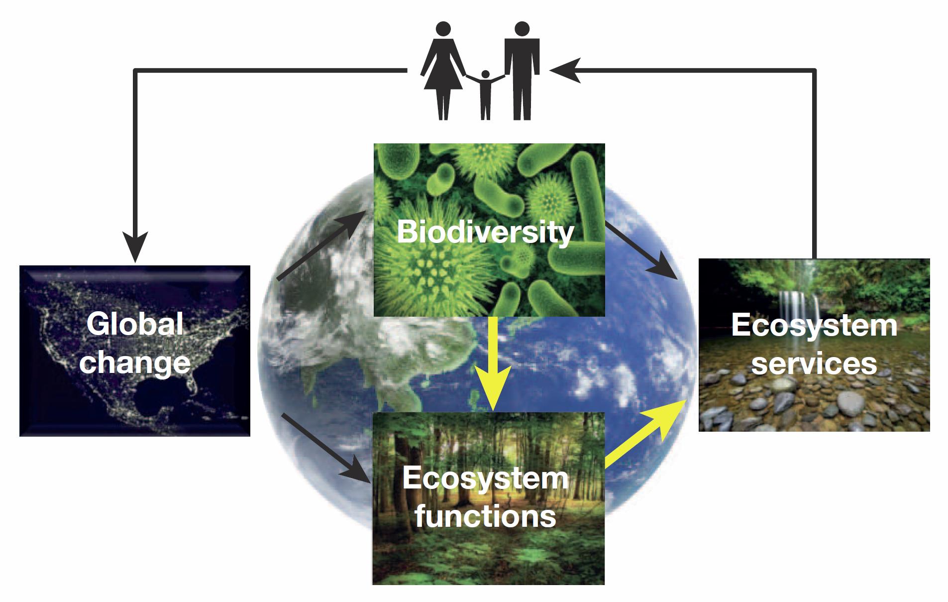 CAPITALE NATURALE E BENESSERE Benessere e salute dell uomo Biodiversità Cambiamenti Globali Servizi Ecosistemici Funzioni Ecosistemiche La biodiversità, ossia la varietà di geni,