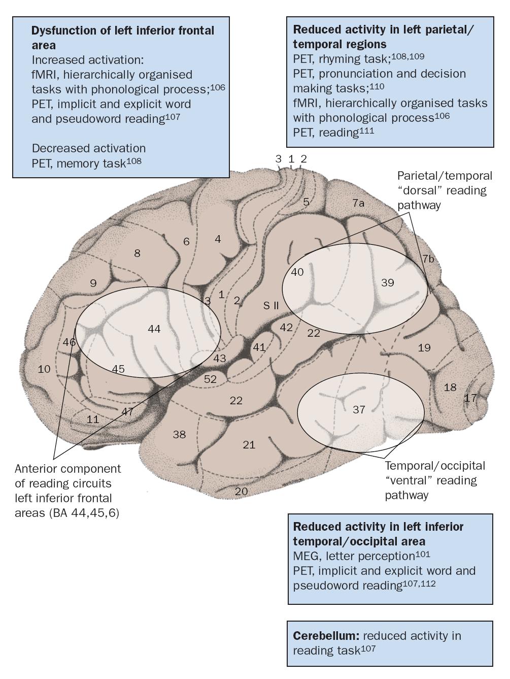 Studi fmri