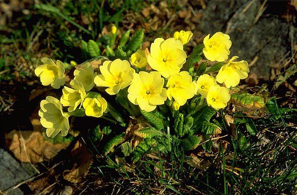 I fiori del bosco Corpo Forestale dello Stato Ciclamino purpurescens) (Ciclamen È una pianta perenne con foglie di forma circolare verde scuro.