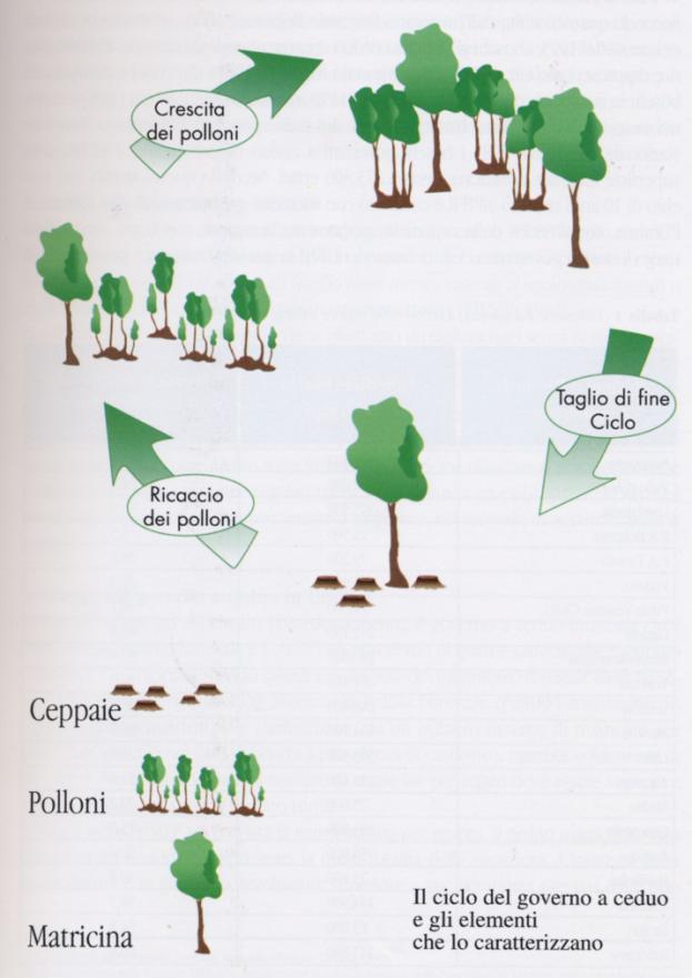 Il governo del bosco Corpo Forestale dello Stato Rinnovazione gamica: riproduzione di alberi per