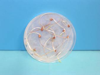 capsule vengono incubate in termostato a 22 C per 96 h. Al termine dell incubazione, si contano i semi germinati e si misura la lunghezza radicale.