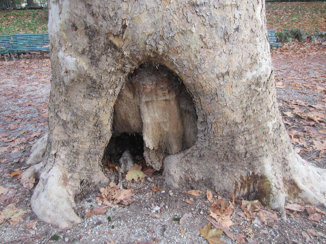 Il corpo fruttifero esterno rivela la presenza di micelio già sviluppato all interno del tronco Durame (legno vecchio non più attivo all