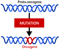 Gli oncogeni Le mutazioni possono convertire i proto-oncogeni in