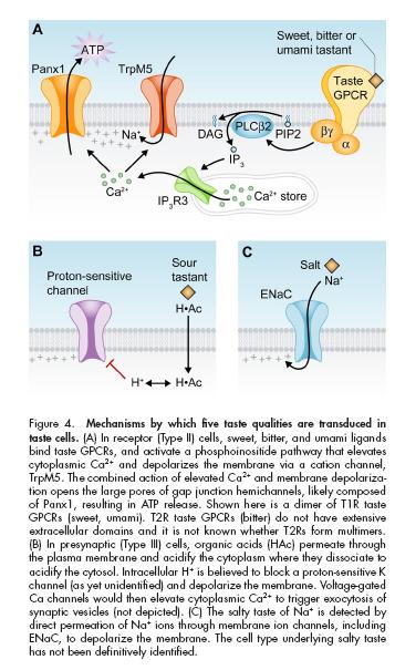 I RECETTORI DEL GUSTO Recettori GPCR (dolce, amaro,