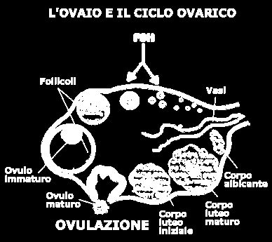 MATURAZIONE DELL