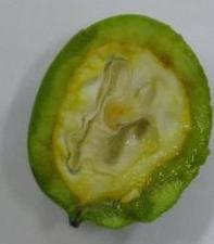 www.plantscienceimages.org.