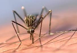 Specie indigene: Culiseta longiareolata Specie alloctone invasive: Aedes koreicus BL Culiseta longiareolata è la terza specie più comune in molte aree cittadine dopo Ae. albopictus e Cx.