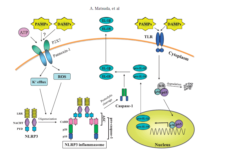 2 Inflammasoma Matsuda A. et al.