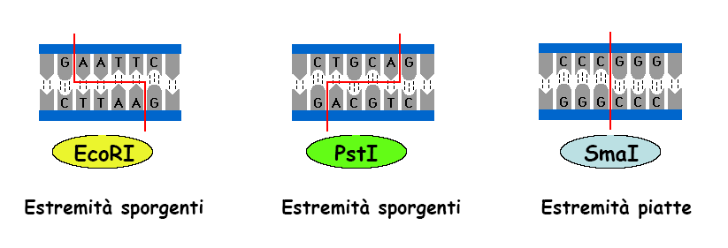 Esempi di tagli effettuati da