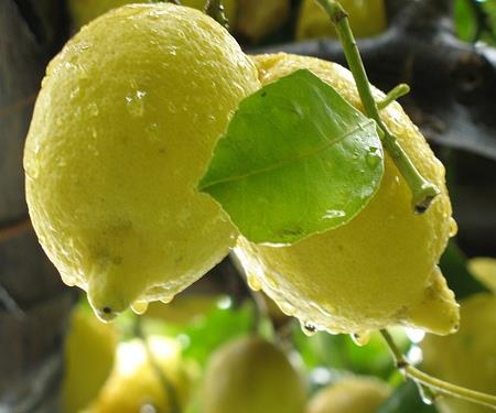 I limoni, hanno una forma generalmente ovale, dal colore giallo, la buccia è più o meno spessa a seconda della varietà, sono composti da spicchi e il loro sapore è aspro.