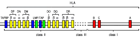 The Major Histocompatibility Complex Class II DP, DQ, DR