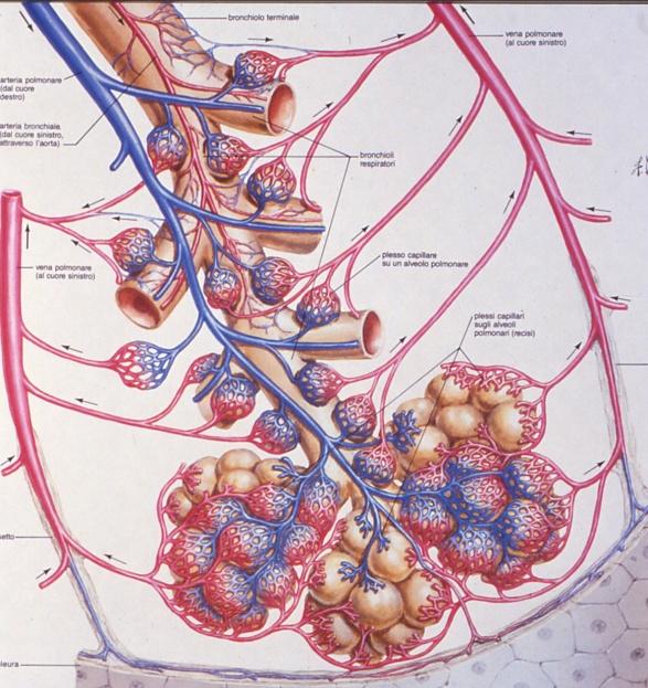 1.Considerazione anatomica: La gran parte degli alveoli hanno una distribuzione sottopleurica perché l albero bronco-alveolare si ramifica alla periferia 2: