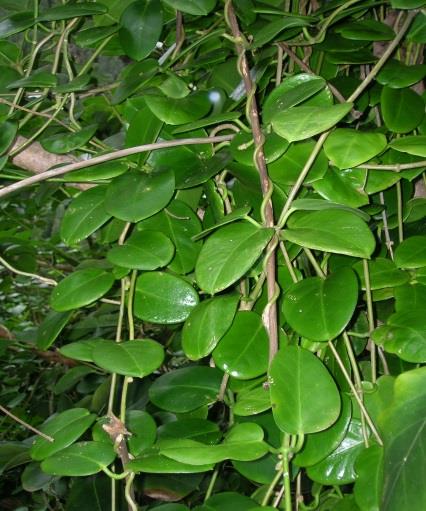 HOYA ANGUSTIFOLIA COD.003 ORIGINE: Java CARATTERISTICHE: Rampicante condizione migliore è in ambienti dove la temperatura sia mantenuta costantemente intorno ai 20-25 C PREZZO: 12 HOYA AUSTRALIS COD.