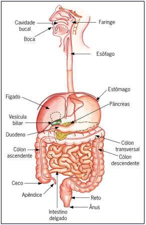 L APPARATO DIGERENTE Distinguiamo le due fasi: DIGESTIONE e ASSORBIMENTO.