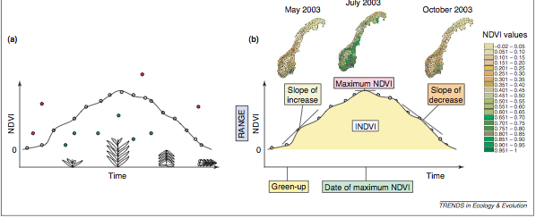 (BONCIARELLI,2001) FIRMA SPETTRALE DELLA VEGETAZIONE FOTOSINTESI L energia accumulata nelle piante è alimentata dall