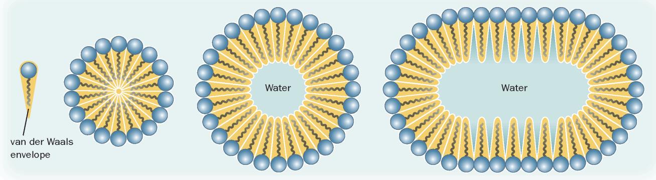 Doppi strati lipidici I lipidi nei sistemi viventi si trovano come aggregati Effetto idrofobico: tendenza dell acqua a minimizzare i suoi contatti con le molecole
