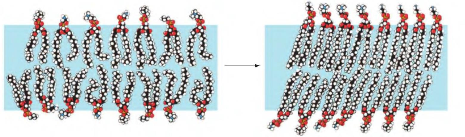 Doppi strati lipidici: Caratteristiche Diffusione trasversale (flip-flop): trasferimento di una molecola lipidica attraverso un doppio strato Diffusione