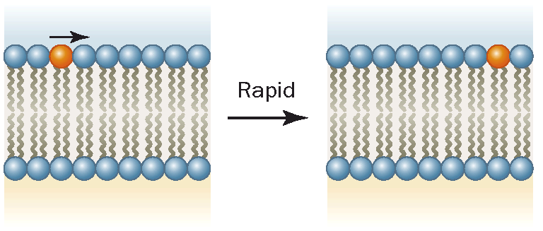 liberi di ruotare La rotazione delle teste polari è limitata dalle interazioni elettrostatiche Cristallo liquido: stato assunto dai doppi strati lipidici al di