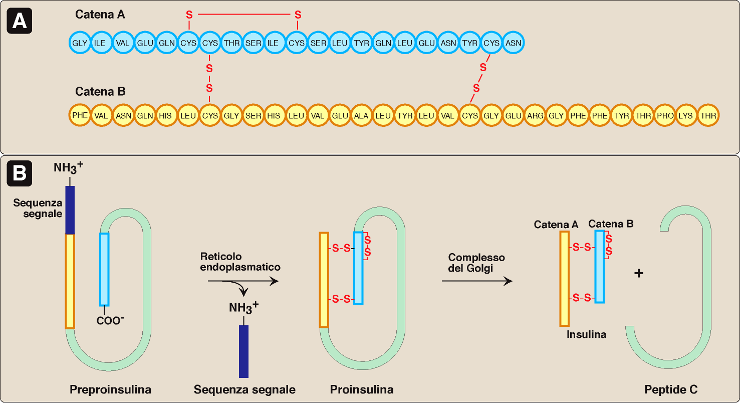 Struttura