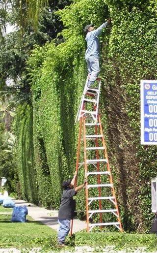 È lo stupido quello che è sempre sicuro, e l'uomo sicuro quello che