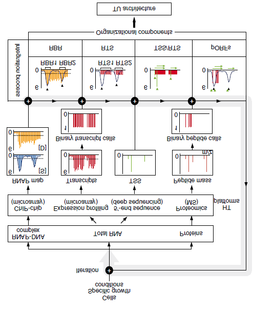 The transcription unit architecture of the Escherichia coli genom e Identificate 4661 unità trascrizionali Miglioramento del 530% Studi di coespressione 3138 3010