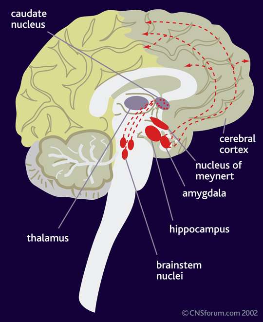 acetilcolina Oltre che i recettori ionotropici della giunzione neuro muscolare l acetilcolina