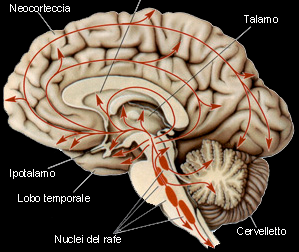Il sistema Serotonina La Serotonina (5-HT) è il neurotrasmettitore dei nuclei del rafe.