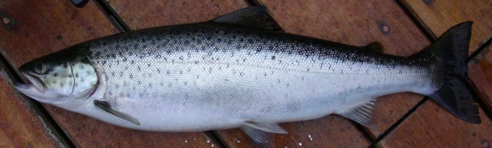 TROTA LACUSTRE (Salmo trutta - morpha