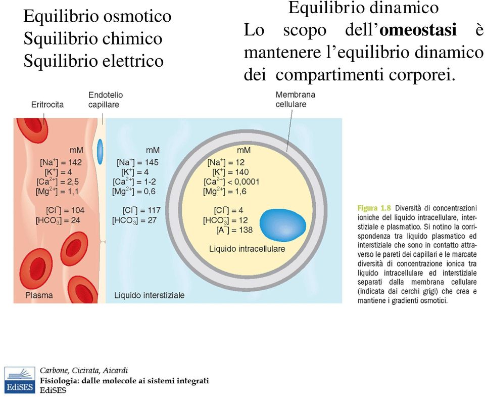 Lo scopo dell omeostasi è mantenere l