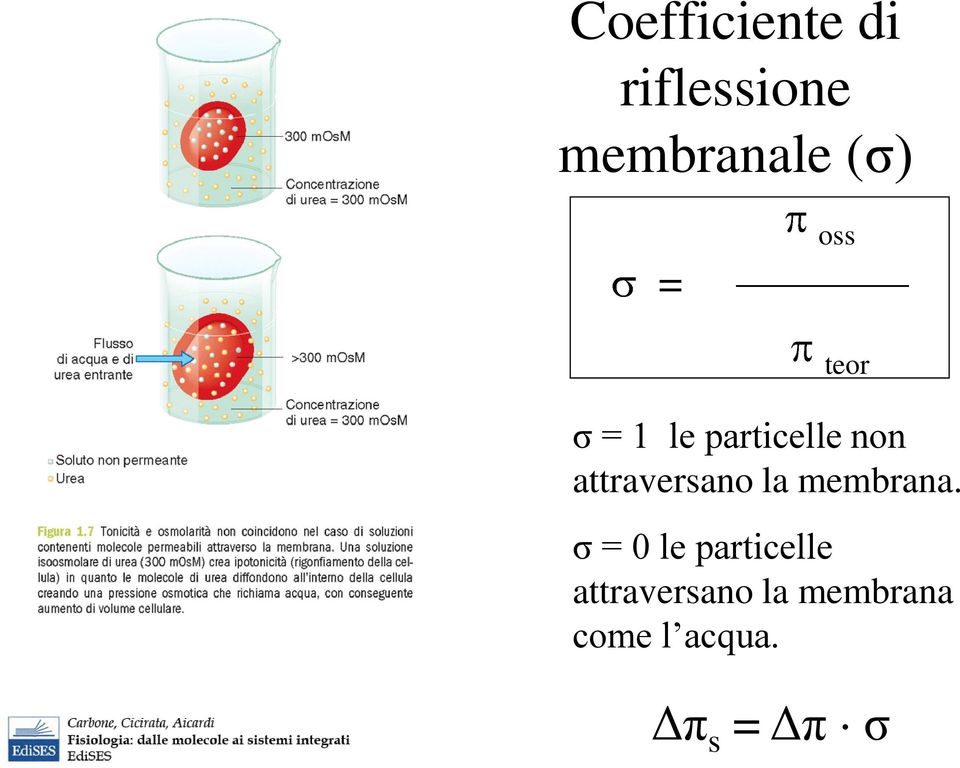 attraversano la membrana.