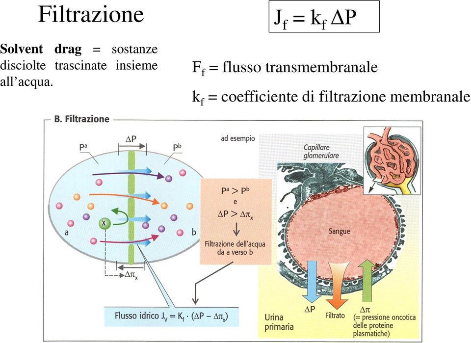 J f = k f ΔP F f = flusso